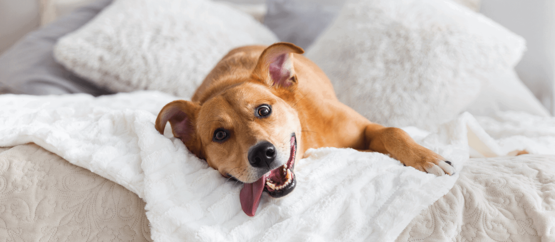perrito m
