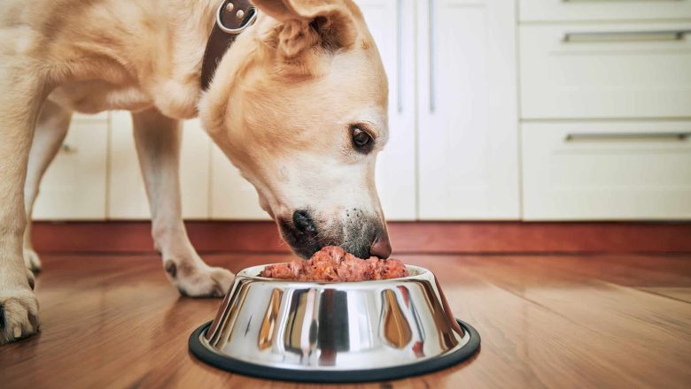 perro-comiendo-dieta-barf